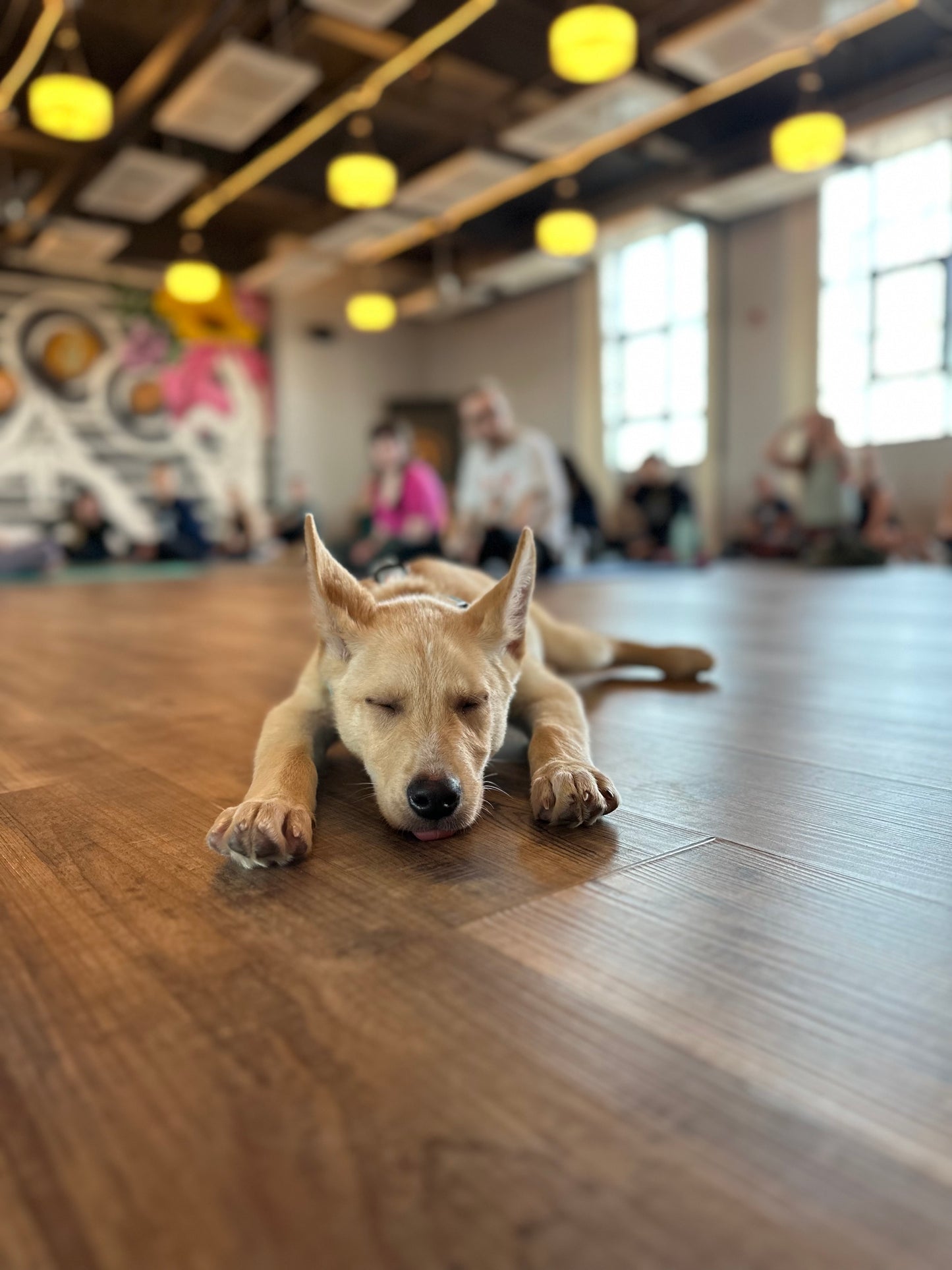 Vertis Green Hills - Puppy Yoga Private